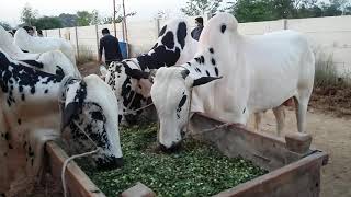 Cow Mandi of Islamabad  Islamabad Cow Mandi  Ep12 [upl. by Ecined]