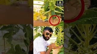 Amazing Facts about Carica Papaya papain shorts utkarshagricultureclasses agriculturesupervisor [upl. by Haziza]