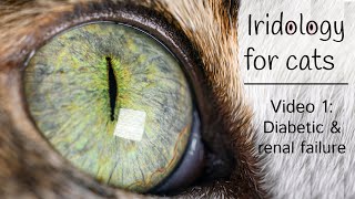 Iridology for cats  Iris analysis  Feline Iridology  video 1 [upl. by Romeyn706]