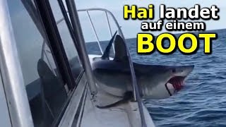 ►SHOCK VIDEO  Hai landet auf einem Boot [upl. by Zurn]