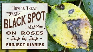 ★ How to Treat Black Spot on Roses A Complete Step by Step Guide [upl. by Symer]