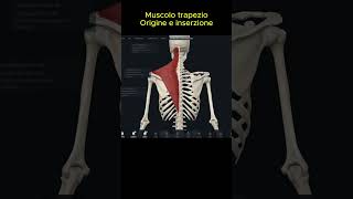 Muscoli Dorsali 1 Trapezio  OrigineInserzione pt 1 [upl. by Giacamo]