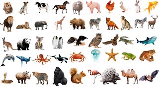 🐧 100 Domestic Animals Vocabulary l Domestic Animals Name In English With Pictures [upl. by Itsirhc]