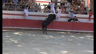 Aimargues ▶course Camarguaise◀ 09072023 [upl. by Volpe]