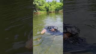 കൈകൊണ്ട് മീൻപിടിക്കാം swimming fishing funny river naturelovers [upl. by Esinaj]