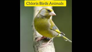 Chloris Зеленушка chloris birds animals animalshorts animalsoundsanimalssoundsbirdsoundsbird [upl. by Iamhaj716]