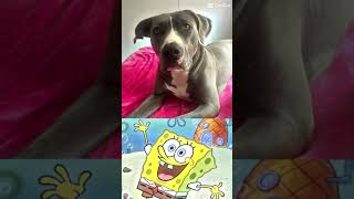 My dog passed away on the 3 day of school😢😭😭 please like and subscribe 😭😭 [upl. by Eanom]