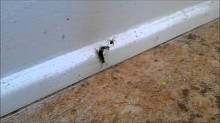 Earwig vs Spider Double Speed 1080p [upl. by Queri]