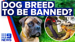 Calls to ban dog breed in South Australia after toddler injured  9 News Australia [upl. by Aihsyn21]