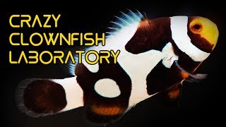 CRAZY Clownfish Laboratory in Taiwan [upl. by Brahear329]