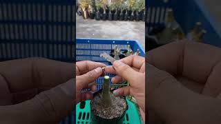 Adenium Grafting  adenium grafting garden viralvideo viralvideo reels youtubeshorts shorts [upl. by Ahsiet155]