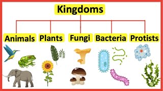 5 Kingdoms  Animals plants fungi bacteria amp protists [upl. by Yle10]