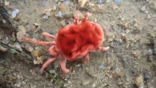 Red Velvet Mite [upl. by Mastrianni]