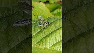 a delicate Ichneumon wasp possibly an Acrotomus [upl. by Eirovi]