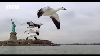 CAMERA ON GOOSE FILMS NEW YORK FROM THE AIR From Earthflight [upl. by Gombach]