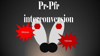 Pr  Pfr Interconversion phytochrome gmmomincol [upl. by Cammie]