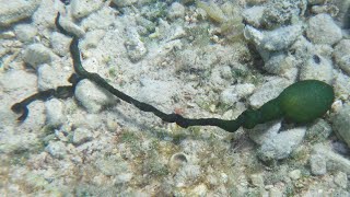 Bonellia viridis worm The odd and unusual animals you never knew about [upl. by Gambrill]