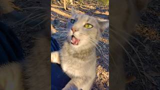 quotSpoiled amp Spoonfedquot 😻 Adorable Gray Tabby ❤️shorts [upl. by Gunter345]