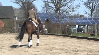 Hanoverian Dressage Horse by Stallion Lanciano [upl. by Livy135]