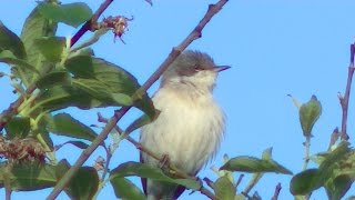 The Lesser Whitethroat and its song [upl. by Tigirb]