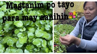 How to grow watercress in your backyard [upl. by Annalee236]