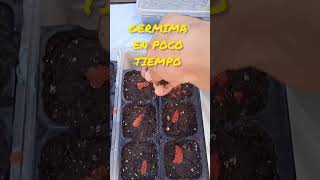 Germinando Fresas En Maceta  Cómo plantar fresas en casa fácil y rápido [upl. by Perpetua]