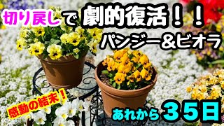 『切り戻し』で復活させました❣️パンジー＆ビオラ🌱３５日の復活劇！ [upl. by Mungo]