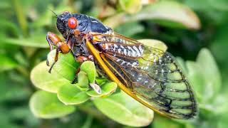 cicada singing sound effect  cicadas buzzing sound  cicadas sound effect [upl. by Alban845]