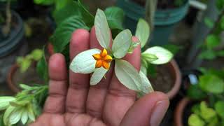 How to fertilize mussaenda plant [upl. by Karlise]