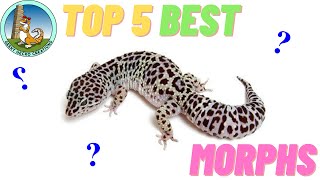 TOP 5 BEST leopard gecko MORPHS  BEGINNER edition [upl. by Helgeson]