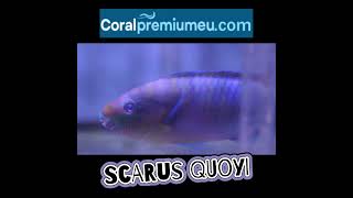 scarus quoyi en wwwCoralpremiumeucom [upl. by Notsew]