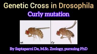 Drosophila Genetic Cross Curly Wing Mutation [upl. by Nitneuq126]