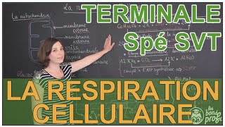 La respiration cellulaire  Spé SVT  Terminale  Les Bons Profs [upl. by Ellehctim928]