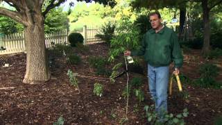 Protecting Young Trees from Winter Damage [upl. by Bennie329]