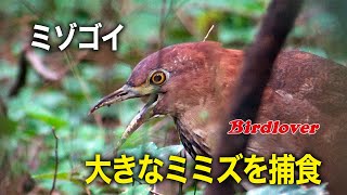 ミゾゴイ・ミミズの捕食シーン  Japanese night heron [upl. by Eltrym3]