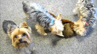 Yorkies Playing Together Peacefully [upl. by Viglione]