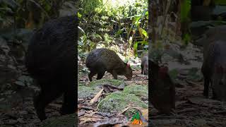 Wild big rat bls odisha wildlife [upl. by Granniah]