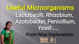 Useful Microorganisms  Lactobacillus  Rhizobium  Azotobacter  Penicillium  Yeast [upl. by Brasca735]