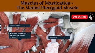 Medial Pterygoid Muscle  Origin  Insertion  Nerve Supply  Actions  Relations [upl. by Oz782]