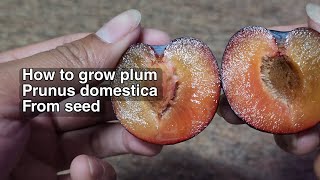 HOW TO GROW PLUM Prunus domestica FROM SEED [upl. by Utir]