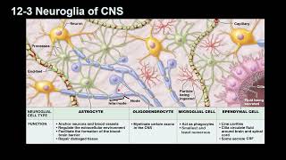 Neuroglia [upl. by Diba43]