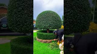 This guy cut the grass PT3 shorts youtubeshorts shortsfeed viralvideo viralshort [upl. by Suivatnad]