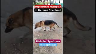 Wobbler Syndrome in dogsDegenerative myelopathy in the German Shepherd dog [upl. by Bayard]