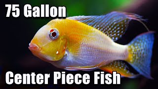 Amazing 75 Gallon Center Piece Fish You Should Try [upl. by Enelrac]