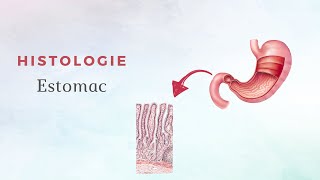 Histologie de lestomac [upl. by Airetnohs235]