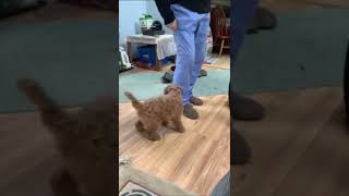 Bodhi the Cockapoo doesnt like hospital pants shorts Bodhi hospitalpants exoticpets bodhi dog [upl. by Ronen456]