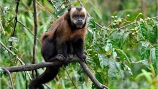 Zoológico Nacional de Santo Domingo  Mono Capuchino Marrón [upl. by Cleodal261]