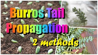 2 Methods On How To Propagate Burros Tail Donkey Tail Succulent 3 Weeks Growth Update 🌿🌿✂🌱 [upl. by Ylle]