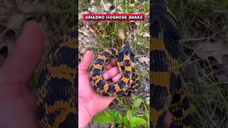 Beautiful yellow orange hognose snake  shorts snake trending [upl. by Ahsyak]