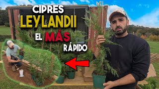 Como Plantar un SETO Paso por Paso consejos y trucos  Cipres Leylandii [upl. by Licht662]